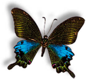 חדר הפלאות- Butterlfy