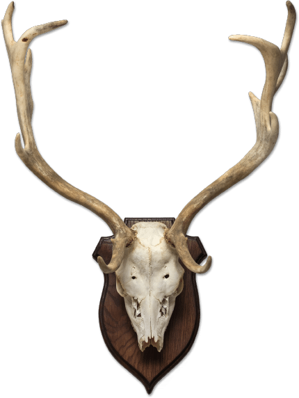 חדר הפלאות -DeerHead